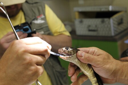 V zoologické zahradě ve Dvoře Králové odoperovali jednoho z nejnebezpečnějších hadů světa kobru černou.