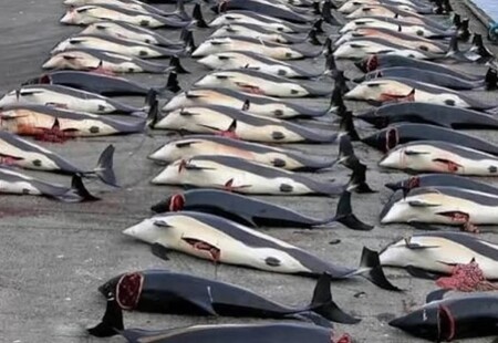 Japonsko tvrdí, že jeho velrybářský program existuje čistě pro vědecké účely. Díky lovu velryb a jejich následnému zkoumání prý může lépe porozumět ekosystému Antarktidy. Ve zprávě, kterou Tokio zaslalo Mezinárodní velrybářské komisi, se mimo jiné píše, že z 333 ulovených kytovců bylo 152 samců a 181 samic. 122 samic bylo březích a 66 samců a 53 samic nedosáhlo ještě dospělého věku. / Na snímku ulovené velryby