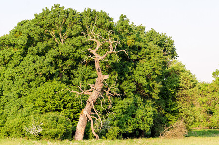 Vodorovné větve a mohutný kmen jsou typické znaky stromů, které vyrostly mimo konkurenci ostatních. A také relativně malá výška, zjevná na rozdílu ve výšce mrtvého solitéru a stromů v zápoji za ním.