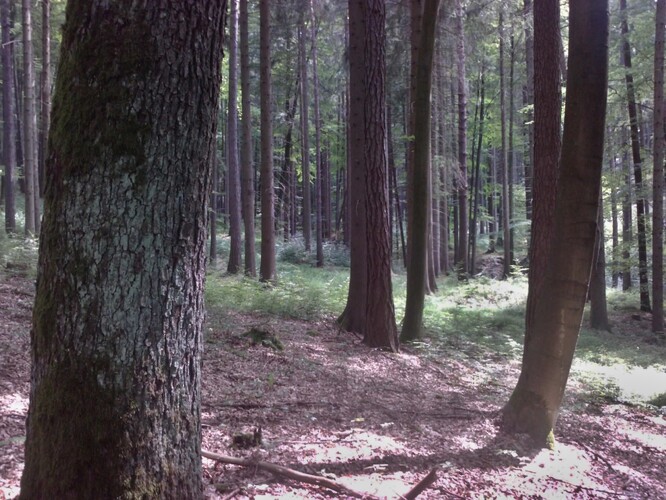 Přednosti smíšených porostů byly lesníkům dobře známy.