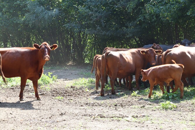Statek Zbyslav Statek Zbyslav