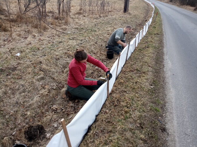 Stavba migračních zábran u Pivovarského rybníka u Volar. Stavba migračních zábran u Pivovarského rybníka u Volar.