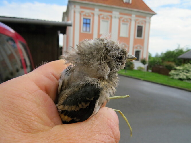 Mládě stehlíka obecného napadené kočkou. Ptáče má prasklý vzdušný vak. Mládě stehlíka obecného napadené kočkou. Ptáče má prasklý vzdušný vak.