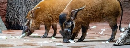 Do Zoo Praha dorazila rezavá prasata z nizozemské zoologické zahrady v Emmenu. Foto: Oliver Le Que Zoo Praha