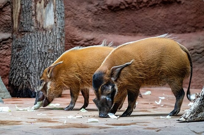 Do Zoo Praha dorazila rezavá prasata z nizozemské zoologické zahrady v Emmenu.