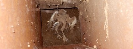 Foto: Mirek Bažant / Česká společnost ornitologická Foto: Mirek Bažant / Česká společnost ornitologická