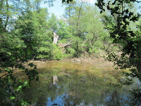 Přírodní památka Stonáč chrání zbytky původních slepých ramen řeky Moravy.
