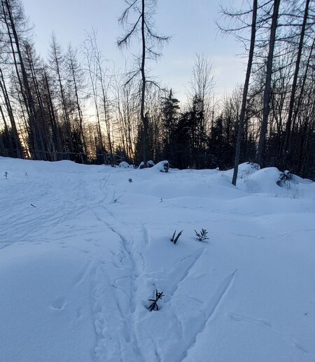 Les v Krušných horách, únor 2023. Les v Krušných horách, únor 2023.