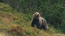Snímek medvěda z filmu Strážca divočiny