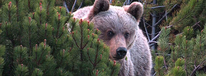 Snímek medvěda z filmu Strážca divočiny. Foto: Robert Rajchl, Erik Baláž / Arolla Film