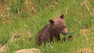 Toto roztomilé medvídě patřilo nervózní medvědici. Autoři je sice nafilmovali, na rozdíl od jiných medvědic s medvíďaty ale znovu už nikdy neviděli ... 