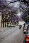 Kvetoucí stromy v ulici