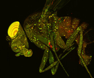 Snímek octomilky z konfokálního mikroskopu, který ukazuje imunitní buňky mušky (zelené tečky), které požírají (fagocytují) červeně značený materiál (červené tečky, nebo případně žluté, kde se obě barvy překrývají), jedná se tedy o vizualizaci aktivity imunitních buněk, které stejným způsobem likvidují patogenní bakterie, které byly muškám infikovány.