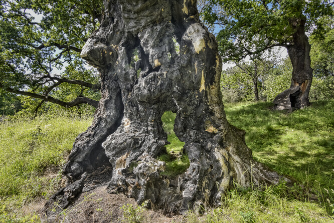 Otec lesů - Vrakodávný veledub, finalista Stromu roku 2020