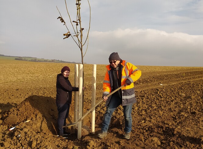 Stromořadí podél cyklostezky pod Vlčnovskými búdami. Stromořadí podél cyklostezky pod Vlčnovskými búdami.