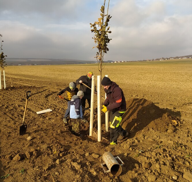 Stromořadí podél cyklostezky pod Vlčnovskými búdami. Stromořadí podél cyklostezky pod Vlčnovskými búdami.