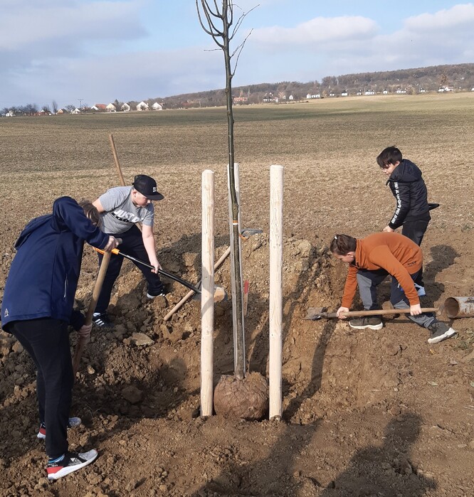 Stromořadí podél cyklostezky pod Vlčnovskými búdami. Stromořadí podél cyklostezky pod Vlčnovskými búdami.
