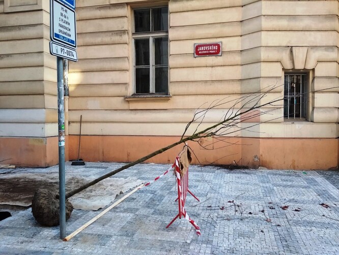 Mezi nejpreferovanější opatření patří v obcích výsadba stromů, přestože je často velmi obtížné ji realizovat. Ilustrační snímek z Prahy 7.