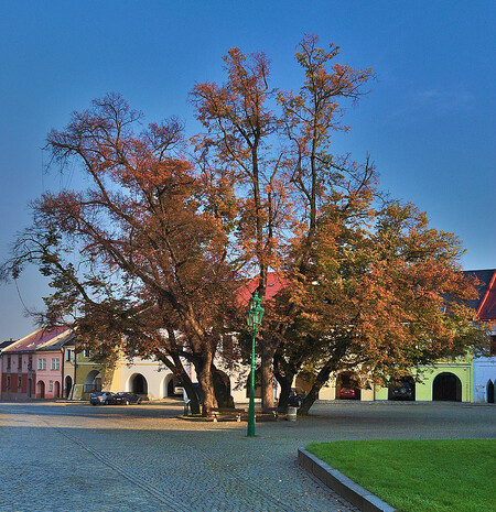 Sstaleté lípykteré jsou dominantou Horního náměstí v Přerově, ale jsou ve špatném stavu. Variantou je, že je nahradí stromy nové.