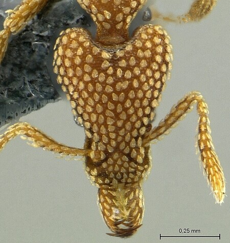 Hlava mravence rodu Strumigenys z Nové Guineje. Některé druhy tohoto rodu patří k těm nejmenším na světě, kde hrají roli „lva pralesní hrabanky“, obávaného lovce té nejmenší půdní drobotiny.