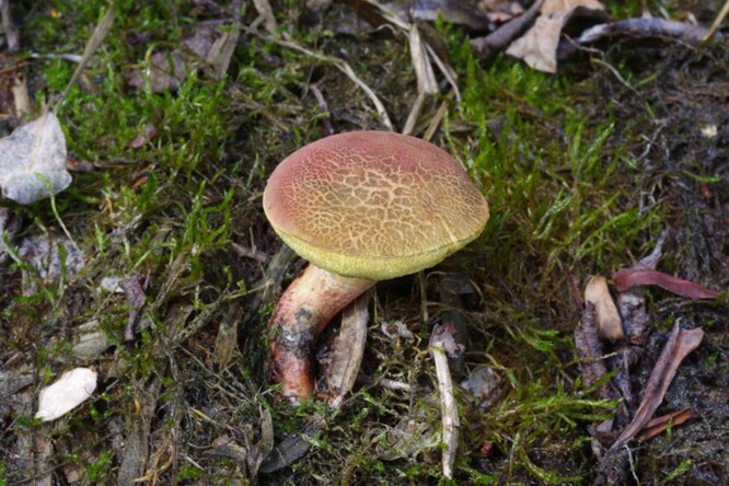 Suchohřib mokřadní. Suchohřib mokřadní.