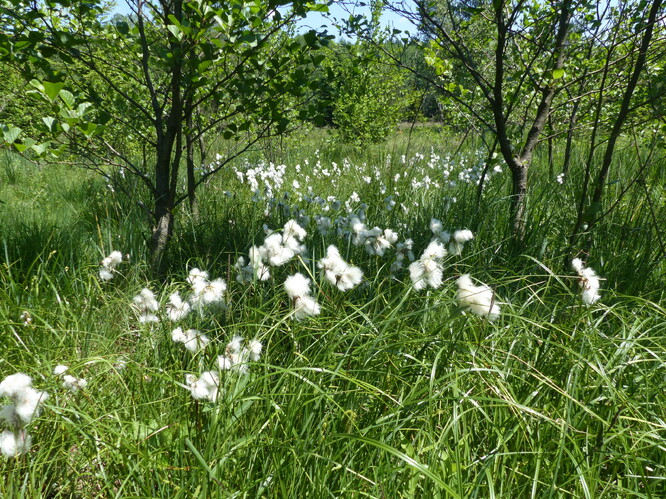Bradáčovské mokřady - suchopýr širolistý Bradáčovské mokřady - suchopýr širolistý