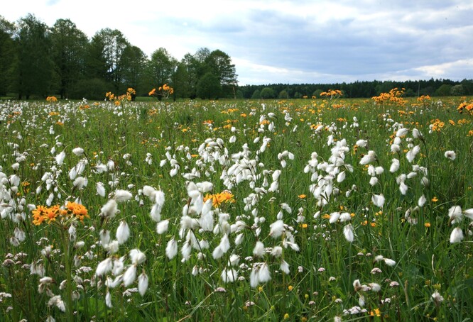 Suchopýry. Suchopýry.