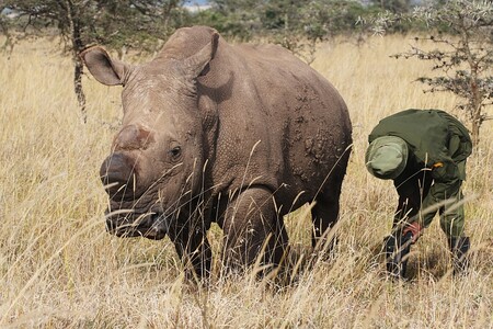Podle Světového fondu na ochranu přírody (WWF) žilo ještě v roce 1960 na Zemi více než 2000 kusů severního poddruhu tuponosého neboli bílého nosorožce. O dvacet let později, v roce 1980, žilo v důsledku útoků pytláků už jen 15 zvířat.