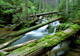 Nezastupitelnou úlohu pro biodiverzitu má mrtvé dřevo také ve vodních ekosystémech potoků, řek, jezer a moří. Ilustrační foto.