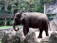 Slon indický sumaterský