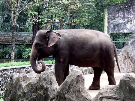 Za hluboké noci bijí vesničané na poplach: divoký slon sumaterský jim ničí rýžová pole. Ilustrační foto.