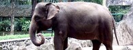 Slon indický sumaterský