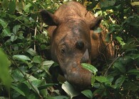 Nosorožec sumaterský