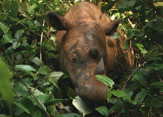 Nosorožci sumaterští jsou nejmenší z nosorožců. Váží do 800 kilogramů a jsou vysocí 145 centimetrů. Mezinárodní svaz ochrany přírody (IUCN) je řadí ke kriticky ohroženým druhům.