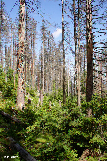 Šumava dosud fungovala bez zákona, teď se připravují dva Šumava dosud fungovala bez zákona, teď se připravují dva