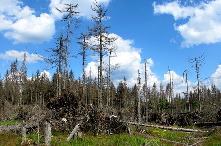 V letech 1991-2014 padlo za oběť kůrovci 19 % šumavských lesů a dalších 11 % bylo polomů, celkem 30 % stromů. Kdyby šlo o hospodářský les, zahynulo by za tuto dobu pilou dřevorubců též 30 % stromů