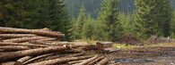 Těžba dřeva na Šumavě