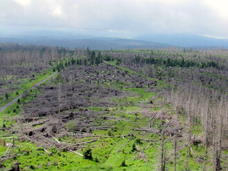Šumavské lesy po orkánu Kyrill, který zasáhl ČR v roce 2007