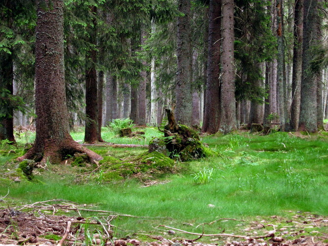 Šumavský les