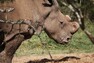 Samec severního bílého nosorožce Suni