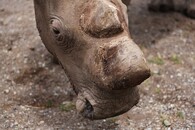 Detail rohu nosorožce Suniho