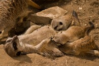 surikatí trojčata