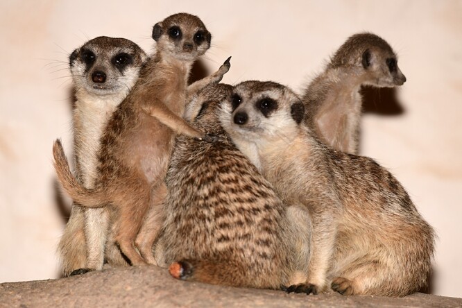 Olomoucká zoo chová surikaty zhruba pět desítek let.