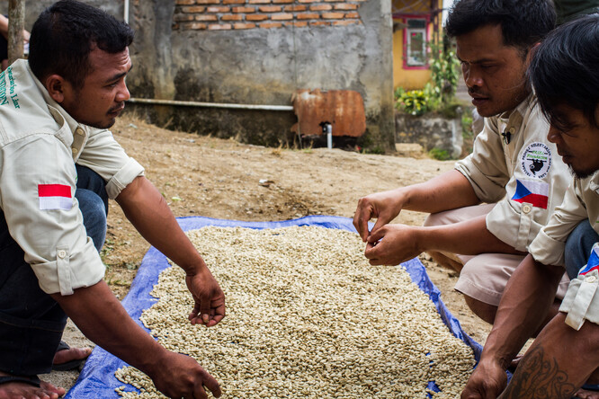 Sušení a třídění kávových zrn konzultují s farmáři bývalí lovci outloňů.