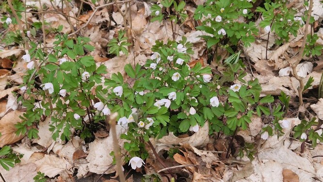 Zapalice žluťuchovitá. Zapalice žluťuchovitá.