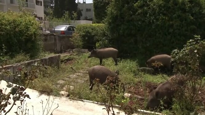Haifská prasata se někdy se zbytky nespokojí, vstupují i na dvorky a poškozují zahrady.