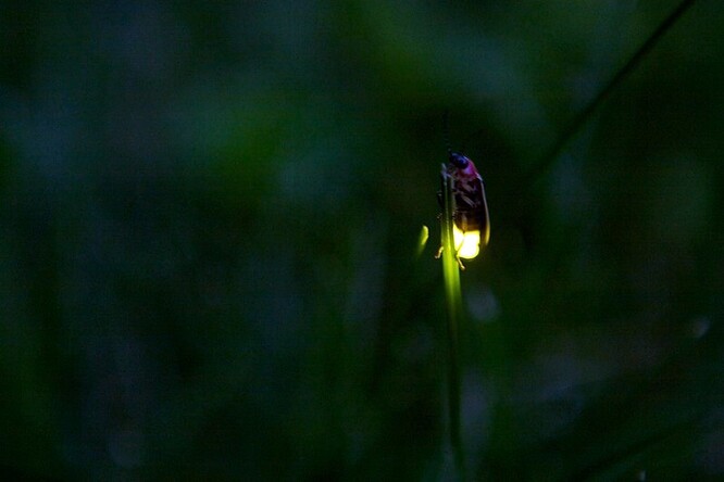 Zatímco larvy světlušek svítí proto, aby daly najevo, že nejsou chutnou potravou, dospělci bioluminiscenci pravděpodobně začali používat k namlouvání.