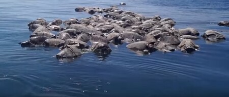 Téměř tři sta mrtvých želv, které vyplavilo koncem loňského prosince moře na pláže mexického státu Oaxaca, uhynulo po otravě toxickými řasami.