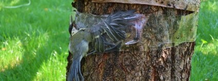 Sýkora koňadra zachycená podomácku vyrobenou lepovou pastí Foto: ČSOP Sýkora koňadra zachycená podomácku vyrobenou lepovou pastí Foto: ČSOP