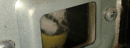 Foto: Eliška Andrlová / ČSOP Nylactus Foto: Eliška Andrlová / ČSOP Nylactus